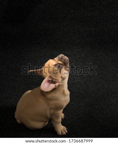 Portrait of a french bulldog puppy on a black background.
