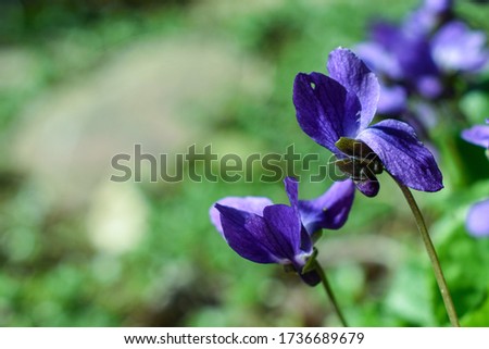 Photograph plants and flowers outdoors