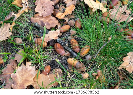Acorns and dry brown oak leaves lie on the ground among the green grass and branches in the autumn forest (park). Close up shot.