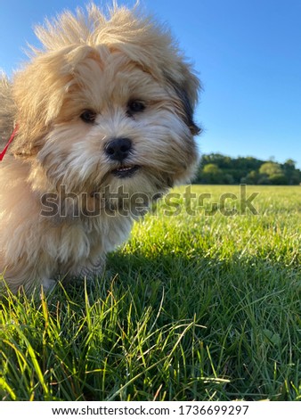 Cute Lhasa apso puppy in the sun