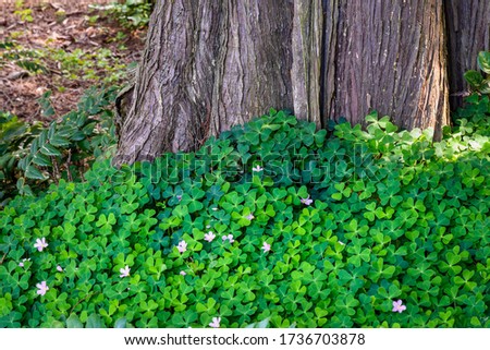 Field of shamrock growing up against the trunk of a cedar tree
