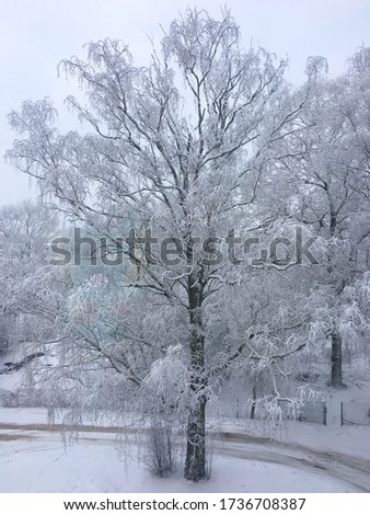 White winter fairy tale  landscape. Trees covered with snow. Christmas and New Year mood concept stock image. 