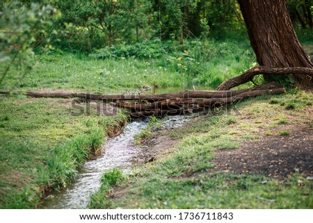 Hedge on a creek in the forest. Natural Bridge over small river in the forest. Calm beautiful place with green trees in nature. Joys and games of childhood, activities concept. 