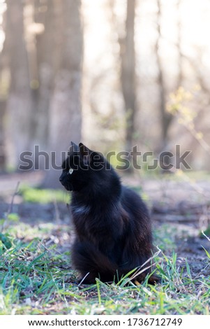 Portrait of a beautiful cute fluffy black cat sitting on the ground in the street.