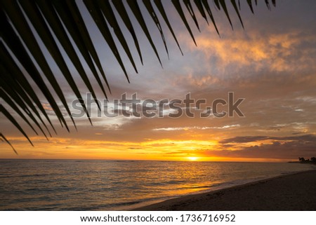 Close up of palm tree leaf at sandy beach during orange sunset