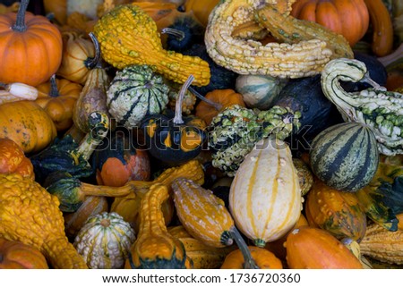Full frame of multi colored variety of decorative squashes