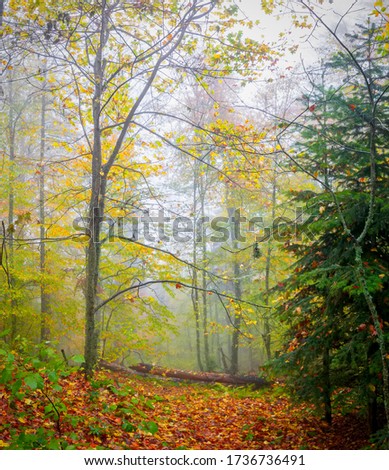 
Foggy forest in autumn. Yedigoller National Park. Bolu, Turkey