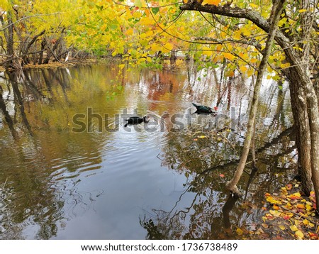 Picture of ducks in a pond