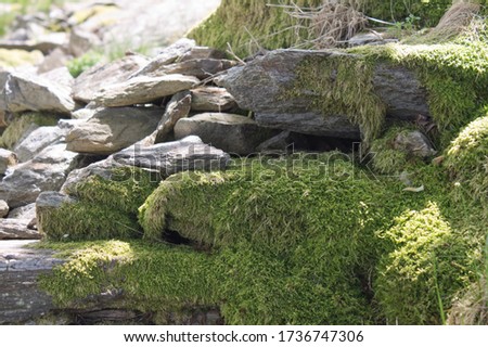 stone ruins with moss in the italian alps