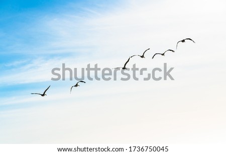 Cloudy sky and silhouette of flying birds. Tranquil scene, freedom, hope, motivation concept, copy space