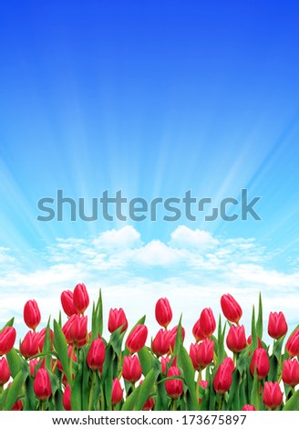  Red  Tulips Royalty-Free Stock Photo #173675897