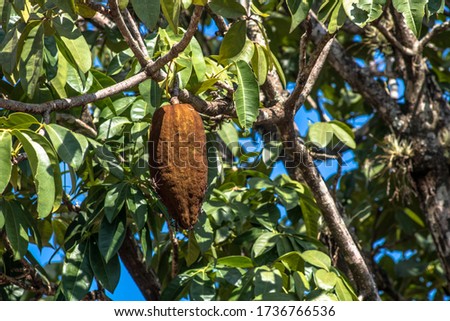 Bedbugs attack the Monguba fruit (aquatic Pachira) also known as wild cocoa