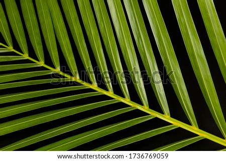 Tropical palm leaves on black background