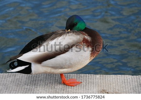Duck Chilling by the Water