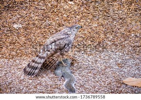 Cooper's Hawk (Accipiter cooperii) standing on a freshly caught tree squirrel; San Francisco Bay Area, California; 