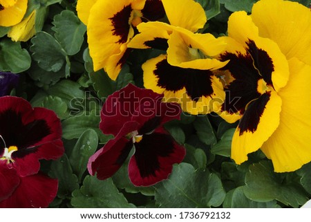 Pansy Close Up and colorful