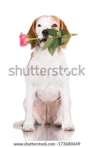 beautiful beagle dog holding a rose