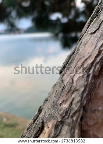 The closeup on the texture of the wood surface, next to the lake.