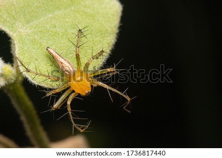 female lynx spider wait for hunt at green leaf