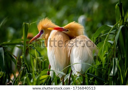 Picture of cattle egret (Bubulcus ibis) is a cosmopolitan species of heron (family Ardeidae) found in the tropics, subtropics, and warm-temperate zones in Medan, Indonesia Royalty-Free Stock Photo #1736840513