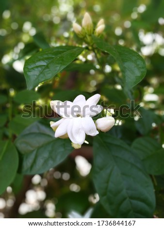 Fresh Jasmine flower in green leaf background image