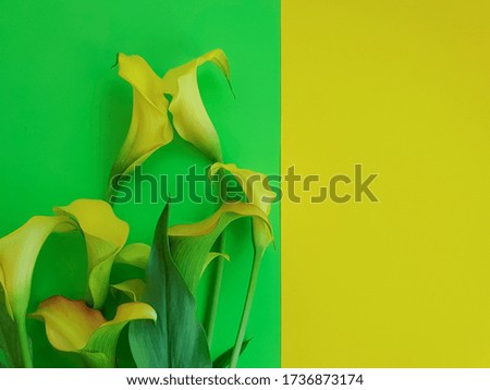  flower on a colored background frame