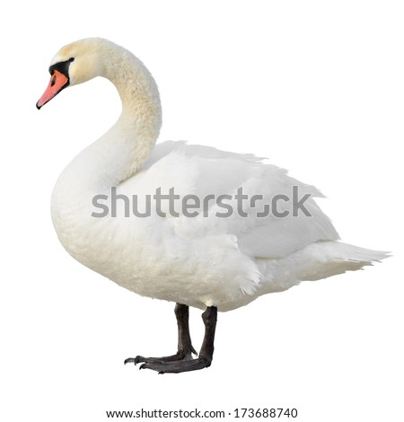 Mute Swan standing. Isolated on white background. Royalty-Free Stock Photo #173688740