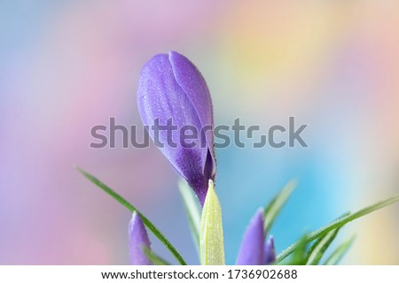 Purple crocus detail of bud