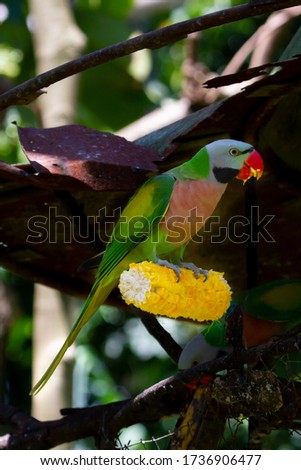 Parrots birds are found mostly in tropical and subtropical regions.