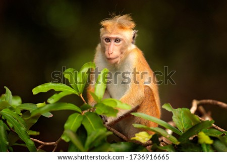 Macaque in nature habitat, Wilpattu NP, Sri Lanka. Wildlife scene from Asia. Beautiful forest in background. Toque macaque, Macaca sinica, monkey with evening sun. 