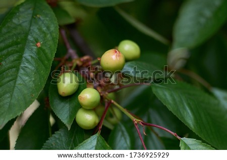 small green cherries on a branch in the garden in summer