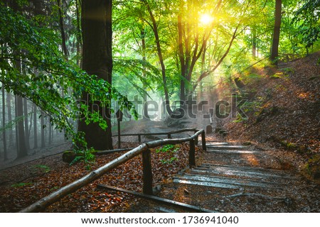 Dramatic natural forest and sunbeams through fog in the morning. Location place of Saxon Switzerland national park, Germany, Europe. Photo of a mystical and fairy forest. Discover the beauty of earth.