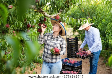 Happy cheerful woman gardener picking peaches from tree in garden, man on  background Royalty-Free Stock Photo #1736969747