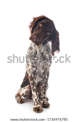 Small Munsterlander in front of white background