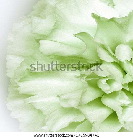 Floral  light green background.  Flower petals close-up. Nature.  