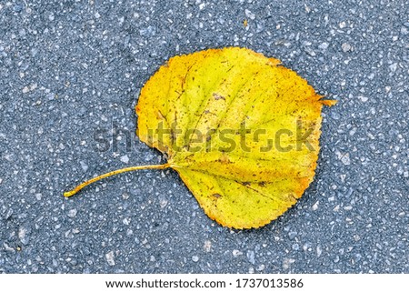 Dry autumn maple tree leaf pictured on a gray asphalt background of a city footpath.