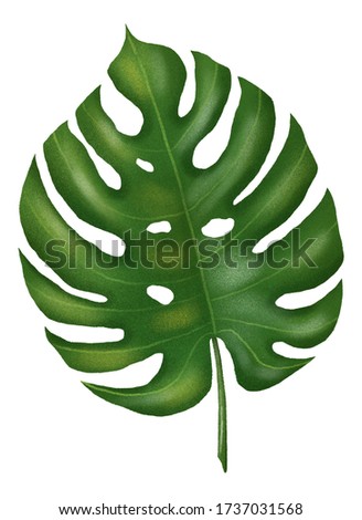 Isolated tropical monstera leaf digital illustration. Monstera leaf element.