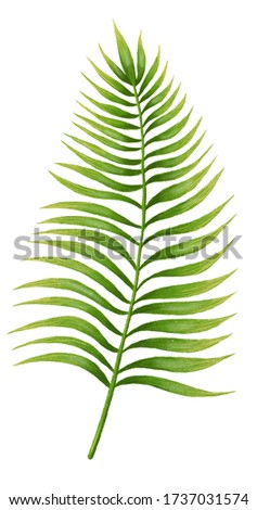 Isolated tropical palm leaf digital illustration. Palm leaf element.