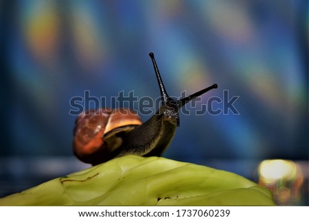 Portrait from a pink snail sitting on a fresh green lettuce leaf with its eye stalks up in the air Royalty-Free Stock Photo #1737060239