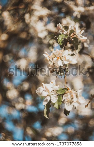 Beautiful spring background with blooming apple tree branches. White petals on a blue sky background. Selective focus