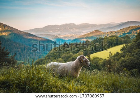A beautiful goat with horns on the climb to Monte Adarra in Urnieta, near San Sebastian. Gipuzkoa, Basque Country Royalty-Free Stock Photo #1737080957