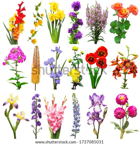 Collection of flowers gladiolus, delphinium, eremurus, phlox, japanese kerria, rose, iris, daffodil, dahlia, tulip isolated on a white background. Top view, flat lay