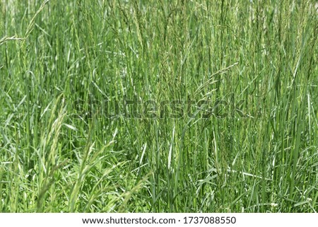 Green natural eco background with vibrant spring grass close-up