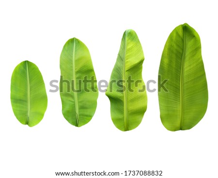 picture of banana leaf shape had shown color, and size of banana leaves vary according to age. Including the pattern of the llamina and vien on the white background.