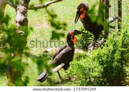 Southern ground hornbill. Two birds. Bucorvus leadbeateri
