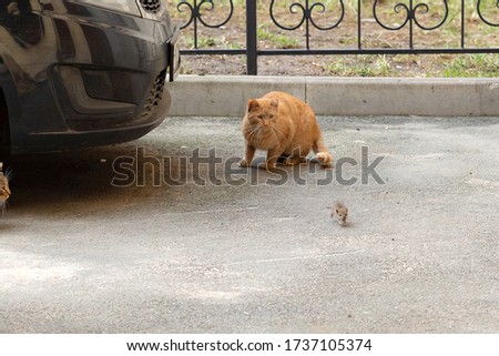 The mouse runs away from the cat. The cat catches up with the mouse. Cat and mouse. The mice are hunting. Cats on the prowl.Cats and mouse in the courtyard of an apartment building in St. Petersburg.