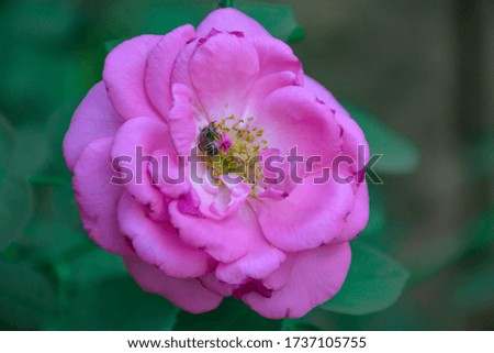 Flower and bee in the garden
