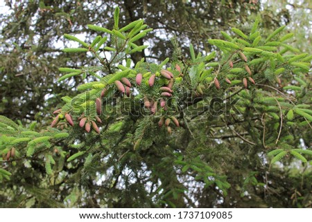 Young pink-purple cones on a spruce tree branches in a spring city park.  Conifer with colored cones against the sky. Bottom view
