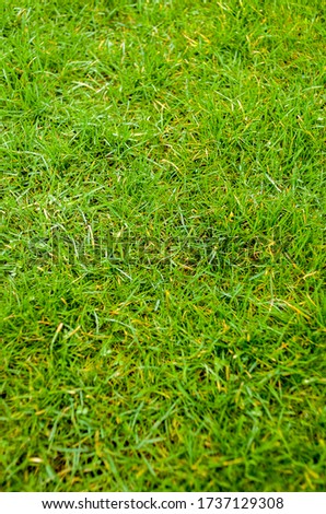 Vertical image of real green grass to be used for natural texture background. Green grass texture background top view of bright grass garden. Green grass field floor background and texture. 