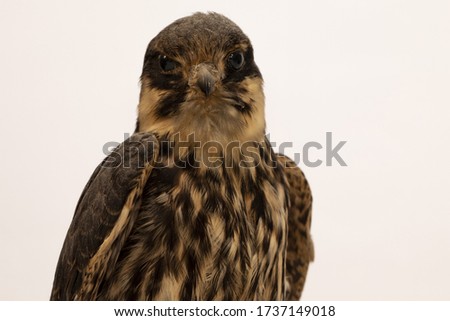 
photograph, portrait, of a bird (peregrine falcon) on a white background